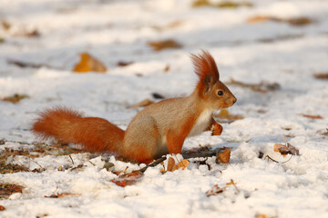 Squirrel in the winter forest.
