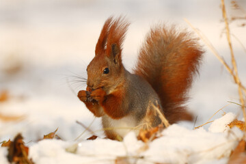Squirrel in the winter forest.