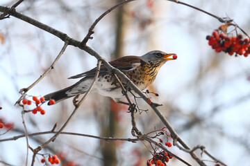 Thrush eats rowan in winter forest.