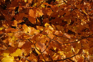 Buchenblätter im Herbstlicht