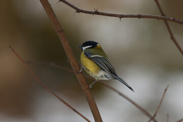 Tit in the winter forest.