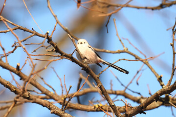 Tit in the winter forest.