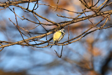 Tit in the winter forest.