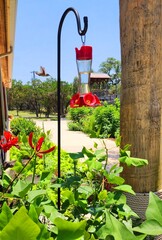 Humming bird getting a drink