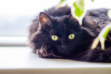A sleek black cat with striking yellow eyes resting on a sunny sill