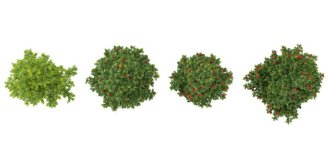 Naklejka premium 3d rendering of Sorbus plants on transparent background from top view