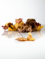 Closeup of dried autumn leaves with a long stem reflected on a white surface