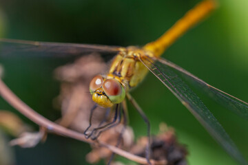 Dragonfly close-up. Macro photography of a dragonfly sitting on a raspberry bush. Summer, bright weather