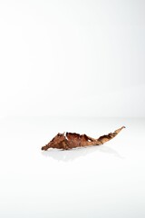 Closeup of dried autumn leaf with a long stem reflected on a white surface