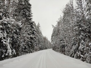 Obraz premium a snow-covered turn in the road among the fir trees in a winter forest, on a cloudy, cold, fresh day