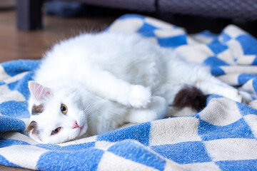 Fototapeta premium A white cat lays on its back on a blue and white blanket
