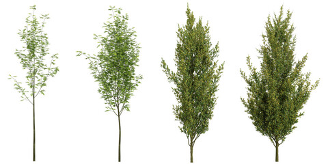 Fototapeta premium 3d rendering of Quercus plants on transparent background