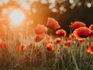 Obraz premium Blühendes Feld im Sonnenuntergang mit bunten Blumen