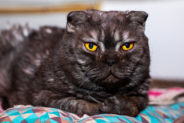 A black cat, characterized by its striking yellow eyes, is laying on a bed