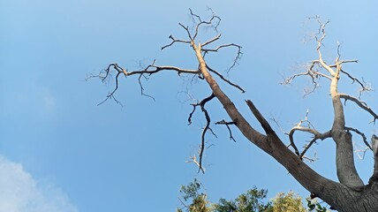 branches of a tree