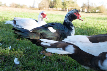 Fototapeta premium Domestic ducks on the farm. Care and breeding of ducks.