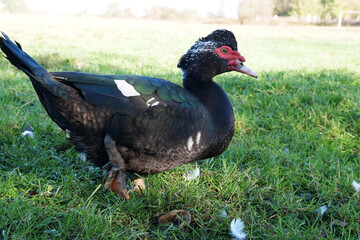 Fototapeta premium Domestic ducks on the farm. Care and breeding of ducks.