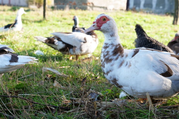 Fototapeta premium Domestic ducks on the farm. Care and breeding of ducks.