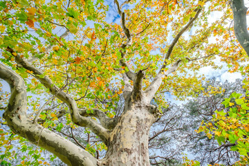perennial tree with autumn orange foliage, bottom view