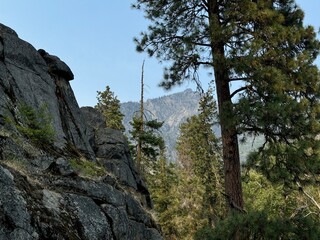 tree in the mountains
