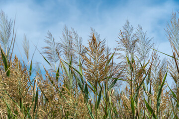 Obraz premium Close-up dry reed sway against blue sky. Inflorescence and stalk cane blowing in the wind. View on brown bulrush in the swamp. Nature outdoors plants growing.