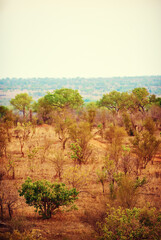 Environment, savanna and bush with trees in nature for summer season, travel explore and conservation park. Sustainability, ecology and adventure with field for ecosystem, climate and mockup space