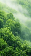 Lush green forest shrouded in mist, creating a serene and tranquil atmosphere in nature.