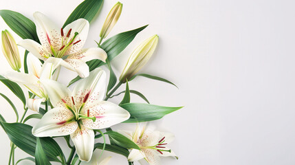 Composition featuring beautiful lily flowers against a white background.