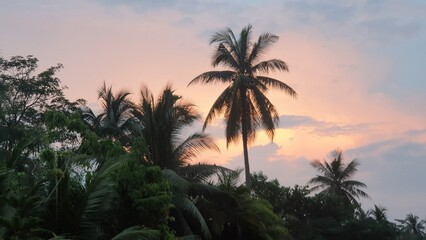 Sunset serenity tropical palm trees silhouetted against vibrant sky nature scene peaceful atmosphere captivating viewpoint