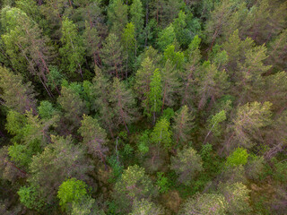 Impassable forest swamp top view.Get lost in the woods.Search for people missing in the park.