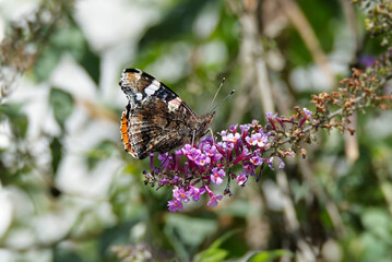 Red admiral butterfly (Vanessa Atalanta) perched on summer lilac in Zurich, Switzerland