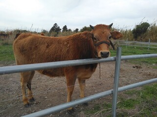 The beautiful Animal Cow in the natural environment at the farm