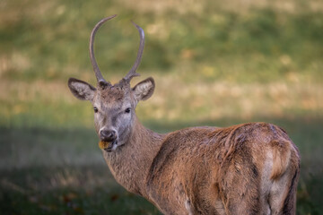 Obraz premium a close up of a young red deer stag. He has turned to face the camera and has some food in his mouth.