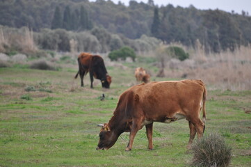 The beautiful Animal Cow in the natural environment at the farm