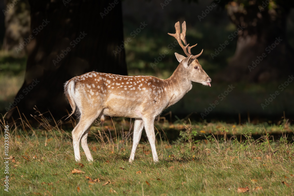 Aufkleber a side profile photograph of a fallow deer buck as he stands on grass. he has his tongue sticking ou