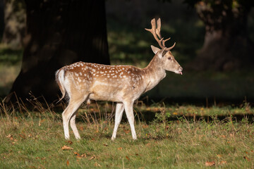 A side profile photograph of a fallow deer buck as he stands on grass. He has his tongue sticking out of his mouth. There is space for copy text
