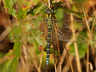 Southern Hawker dragonfly on a warm November day. The macro shot reveals the fascinating colors and patterns of this impressive insect.