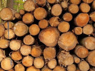 Wood storage in the forest - After felling, the logs are stored at the edges of forest paths for transportation. When freshly cut, they make an attractive photo subject