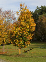 wooden seesaw adorned with horse heads - A sturdy wooden seesaw adorned with horse heads stands on a green meadow next to a riding arena. Autumn adds a special atmosphere to the scene.