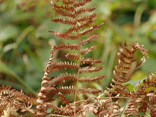 Wilted fern - a sign that autumn is coming. The fronds will curl up and fall