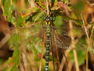 Southern Hawker dragonfly on a warm November day. The macro shot reveals the fascinating colors and patterns of this impressive insect.