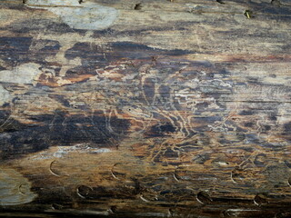 Bark-stripped tree trunk - A sign of advanced decomposition and natural decay. Porous wood texture: Characteristic patterns and textures in the wood emerge through the decomposition process.