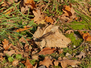 Autumn leaves, gold, brown and yellow form a colorful carpet on the forest floor. Nature photography is perfect for autumn decorations.