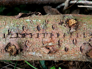 Wood storage in the forest - After felling, the logs are stored at the edges of forest paths for transportation. When freshly cut, they make an attractive photo subject