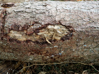 bark beetle - evidence of wood eating - Crumbled pine wood as frightening evidence of bark beetle infestation. The close-up shows the devastating consequences of the pest infestation