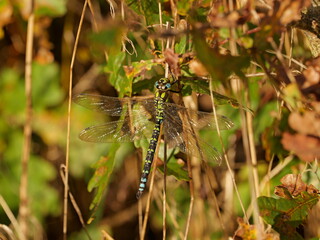 Southern Hawker dragonfly on a warm November day. The macro shot reveals the fascinating colors and patterns of this impressive insect.