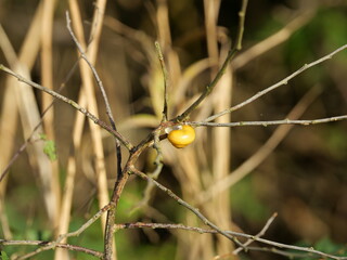 yellow grove snail - A small yellow grove snail sits on the autumn branches and has closed its snail shell for the winter