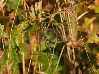 Southern Hawker dragonfly on a warm November day. The macro shot reveals the fascinating colors and patterns of this impressive insect.