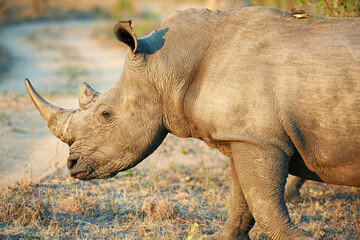Obraz premium Rhino, habitat and savannah for conservation, protection and big game survival for safari tourism. Protected indigenous animal, field and serengeti travel ecology for wildlife and endangered species
