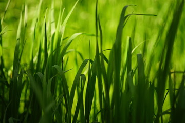 Fresh floral background with vivid green grass in sunny spring garden